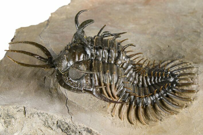 Top Quality Walliserops Hammi Trilobite - Foum Zguid, Morocco #381461